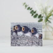 jonge schoorsteenzwaluw briefkaart (Staand voorkant)