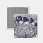 jonge schoorsteenzwaluw magneet (Voorkant / Achterkant)