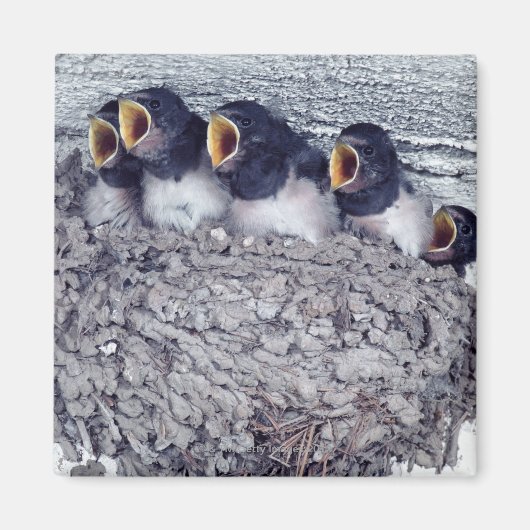 jonge schoorsteenzwaluw magneet (Voorkant)