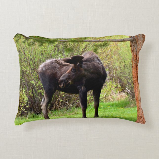 Jonge stier eland accent kussen (Voorkant)