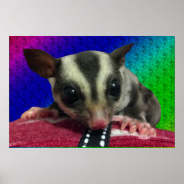 Poster met jonge suikerglider