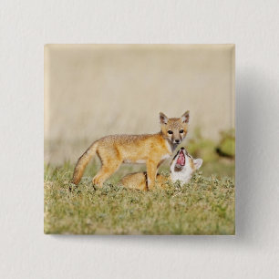 Jonge Swiftvos (Vulpes macrotis) bij hol, 4 Vierkante Button 5,1 Cm