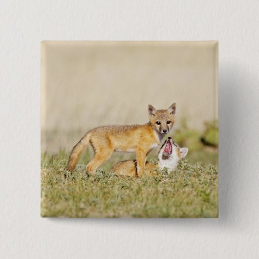 Jonge Swiftvos (Vulpes macrotis) bij hol, 4 Vierkante Button 5,1 Cm (Voorkant)