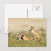 Jonge Swiftvos (Vulpes macrotis) bij hol, 5 Briefkaart (Voorkant / Achterkant)