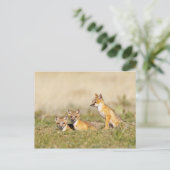Jonge Swiftvos (Vulpes macrotis) bij hol, 5 Briefkaart (Staand voorkant)