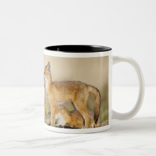 Jonge Swiftvos (Vulpes macrotis) bij hol, Tweekleurige Koffiemok