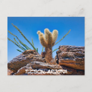 Jonge Teddy Bear Cholla Cactus, Arizona Ansichtkaa Briefkaart
