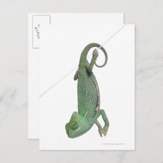 Jonge veegelkameleon, Chamaeleo calyptratus Briefkaart (Voorkant / Achterkant)