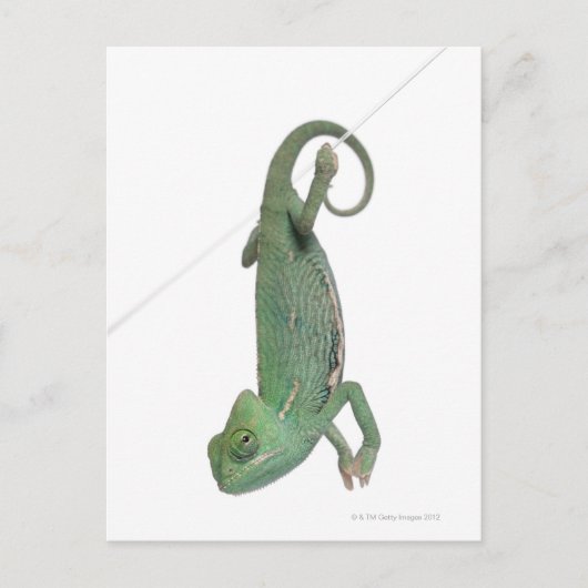 Jonge veegelkameleon, Chamaeleo calyptratus Briefkaart (Voorkant)