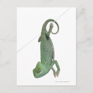 Jonge veegelkameleon, Chamaeleo calyptratus Briefkaart