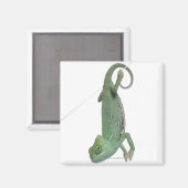 Jonge veegelkameleon, Chamaeleo calyptratus Magneet (Voorkant / Achterkant)