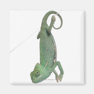 Jonge veegelkameleon, Chamaeleo calyptratus Magneet