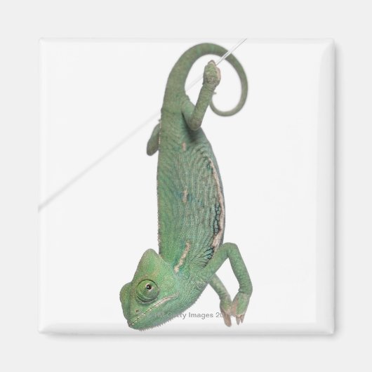 Jonge veegelkameleon, Chamaeleo calyptratus Magneet (Voorkant)