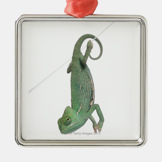 Jonge veegelkameleon, Chamaeleo calyptratus Metalen Ornament (Voorkant)