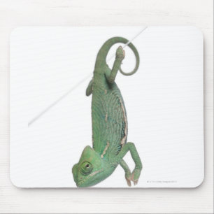 Jonge veegelkameleon, Chamaeleo calyptratus Muismat