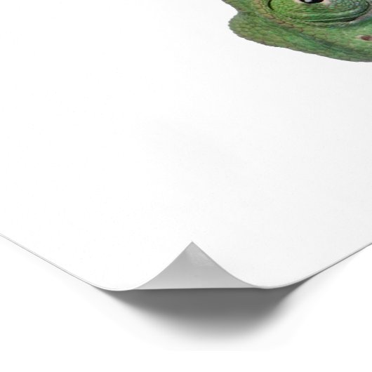 Jonge veegelkameleon, Chamaeleo calyptratus Poster (Hoek)