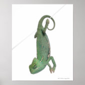 Jonge veegelkameleon, Chamaeleo calyptratus Poster (Voorkant)