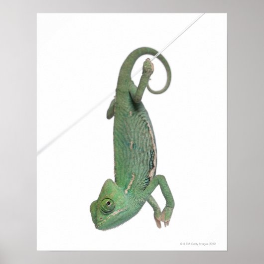 Jonge veegelkameleon, Chamaeleo calyptratus Poster (Voorkant)
