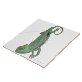 Jonge veegelkameleon, Chamaeleo calyptratus Tegeltje (Zijkant)