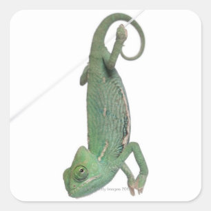 Jonge veegelkameleon, Chamaeleo calyptratus Vierkante Sticker