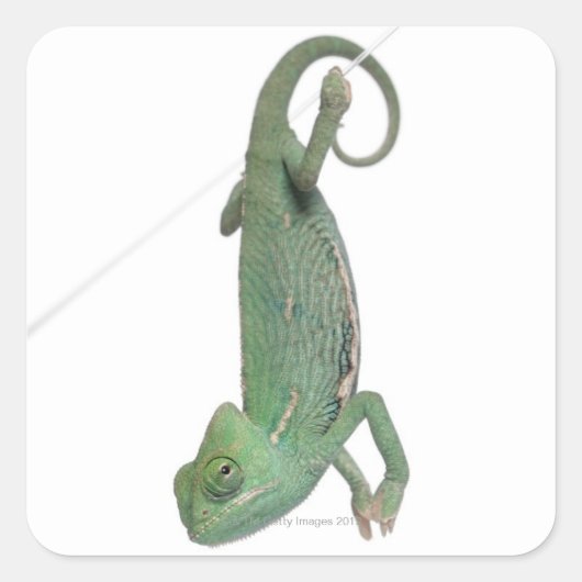 Jonge veegelkameleon, Chamaeleo calyptratus Vierkante Sticker (Voorkant)