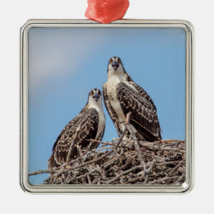 Jonge Visarend in het nest Metalen Ornament