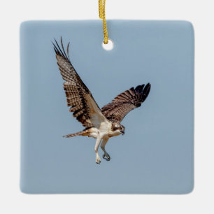 Jonge visarend in vlucht keramisch ornament