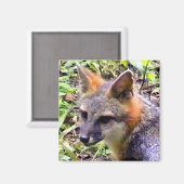 JONGE VOS MAGNEET (Voorkant / Achterkant)