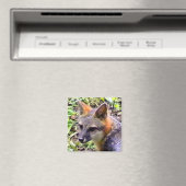 JONGE VOS MAGNEET (Insitu (Vaatwasser))