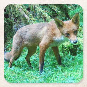 Jonge Vos Welp Boslandschap Groene Natuur Wilde Di Kartonnen Onderzetters