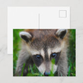 Jonge wasbeer in het gras briefkaart (Voorkant / Achterkant)