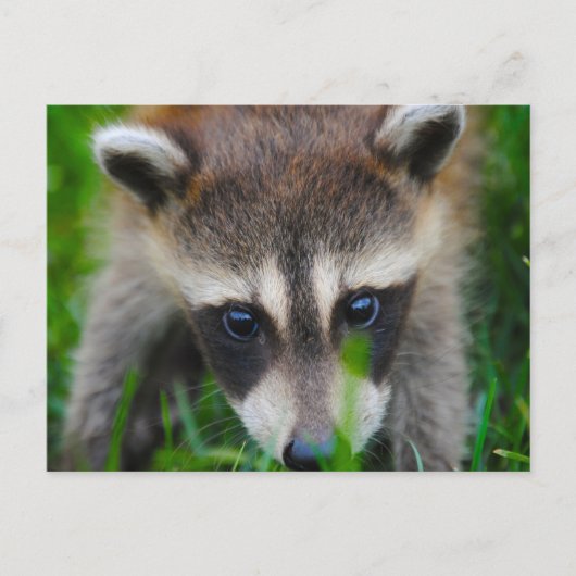 Jonge wasbeer in het gras briefkaart (Voorkant)