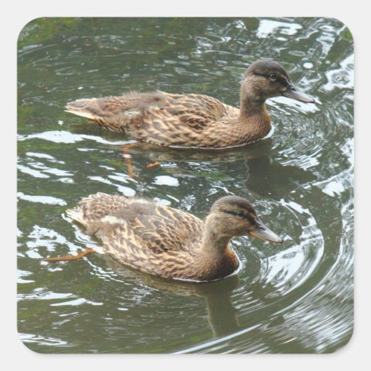 Jonge wilde eenden vierkante sticker (Voorkant)