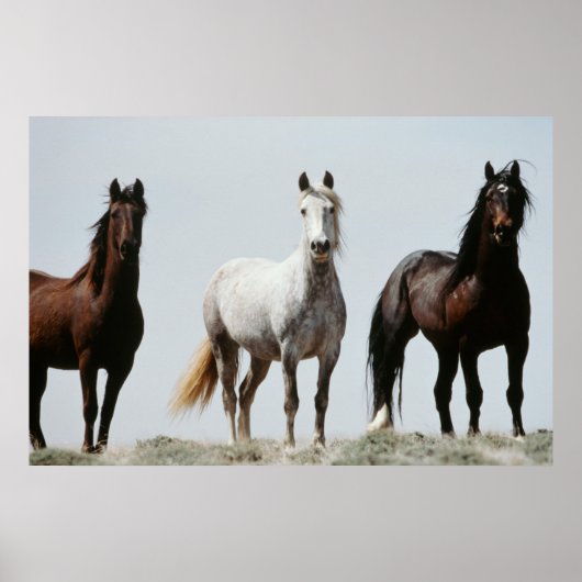 Jonge Wilde Hengsten Poster (Voorkant)