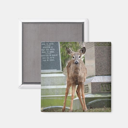 Jonge Witstaartster in het kerkhof Magneet (Voorkant / Achterkant)