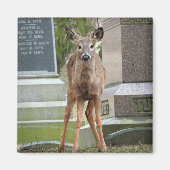 Jonge Witstaartster in het kerkhof Magneet (Voorkant)