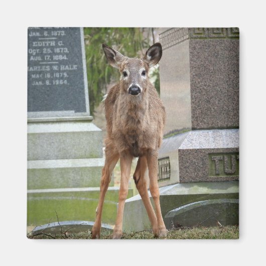 Jonge Witstaartster in het kerkhof Magneet (Voorkant)