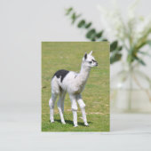 Jonge witte en zwarte alpiaca briefkaart (Staand voorkant)