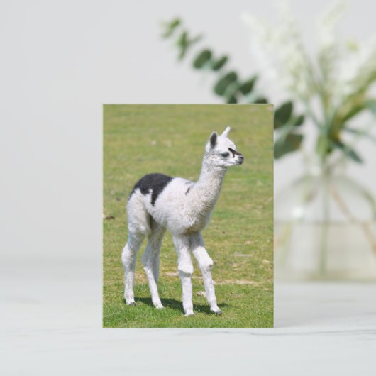 Jonge witte en zwarte alpiaca briefkaart (Staand voorkant)
