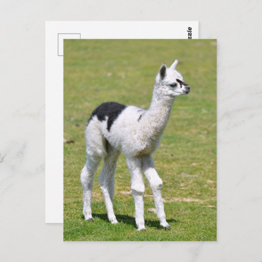 Jonge witte en zwarte alpiaca briefkaart (Voorkant / Achterkant)