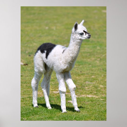 Jonge witte en zwarte alpiaca briefkaart T-Shirt Poster (Voorkant)