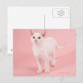 Jonge witte kat 2 briefkaart (Voorkant / Achterkant)