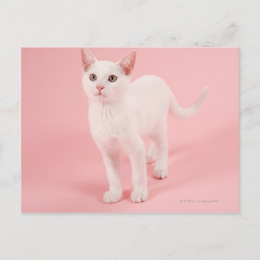 Jonge witte kat 2 briefkaart (Voorkant)