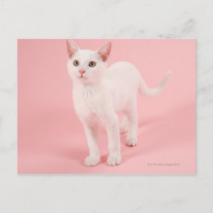 Jonge witte kat 2 briefkaart
