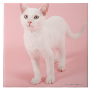 Jonge witte kat 2 tegeltje