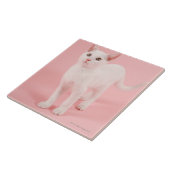 Jonge witte kat 2 tegeltje (Zijkant)