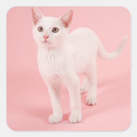 Jonge witte kat 2 vierkante sticker (Voorkant)