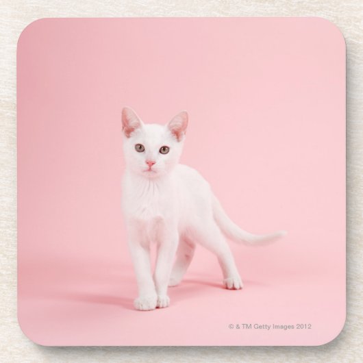 Jonge witte kat drankjes onderzetter (Voorkant)