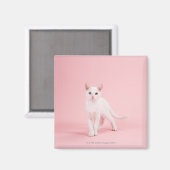 Jonge witte kat magneet (Voorkant / Achterkant)