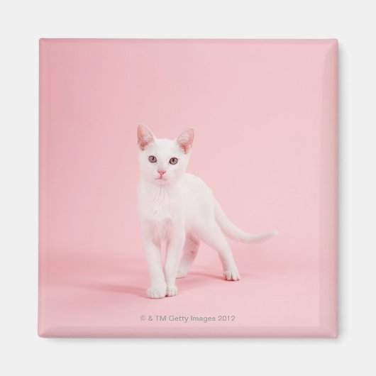 Jonge witte kat magneet (Voorkant)